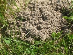 Talpa europaea