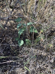 Datura wrightii