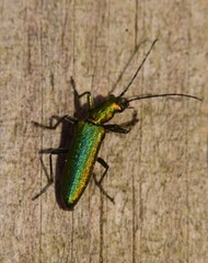 Chrysanthia reitteri