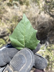 Datura wrightii