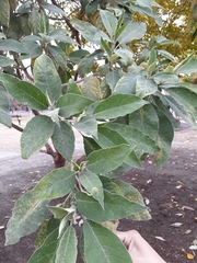 Solanum granulosoleprosum