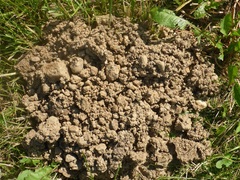 Talpa europaea
