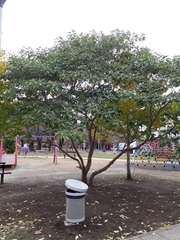 Solanum granulosoleprosum