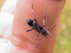 Chlorophorus ruficornis