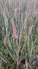 Poaceae