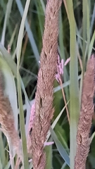 Poaceae
