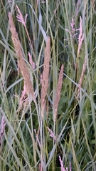 Poaceae