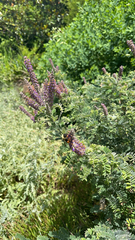 Amorpha canescens
