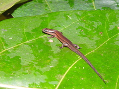 Tytthoscincus temmincki