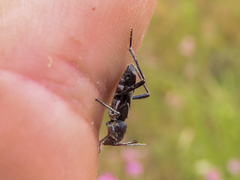 Chlorophorus ruficornis