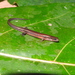 Tytthoscincus temmincki - Photo (c) Huda Wiradarma,  זכויות יוצרים חלקיות (CC BY-NC), הועלה על ידי Huda Wiradarma