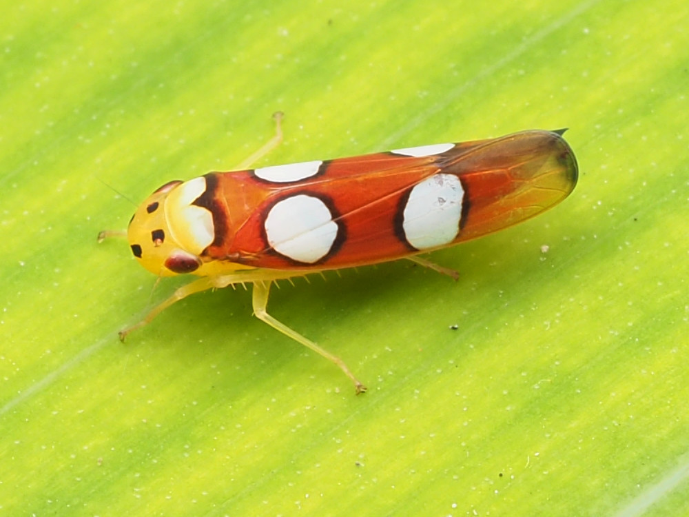 Erythrogonia laudata