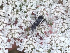 Chlorophorus ruficornis