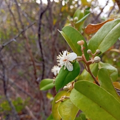 Quadrella odoratissima