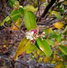 Quadrella odoratissima