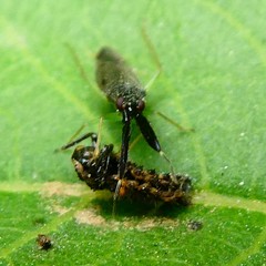 Heterotoma planicornis