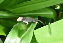 Anolis wellbornae
