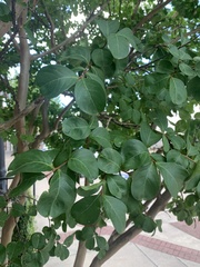 Lagerstroemia indica