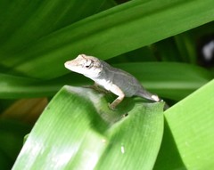 Anolis wellbornae