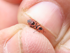 Horvathiolus guttatus