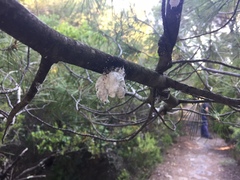 Marchalina hellenica