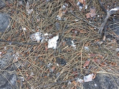 Marchalina hellenica