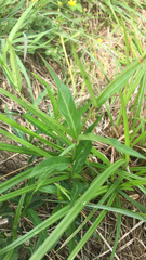 Thyrsanthella difformis