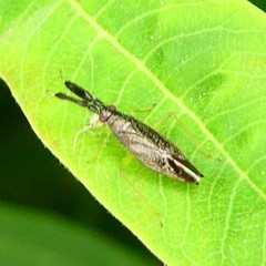 Heterotoma planicornis