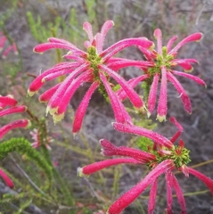 Erica densifolia