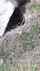 Marmota marmota