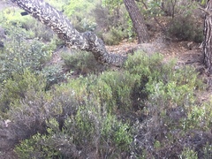 Marchalina hellenica