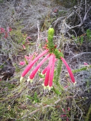 Erica densifolia