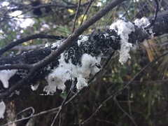 Marchalina hellenica