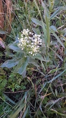 Lepidium draba