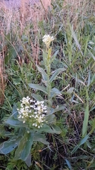 Lepidium draba