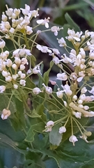 Lepidium draba