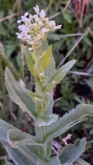 Lepidium draba