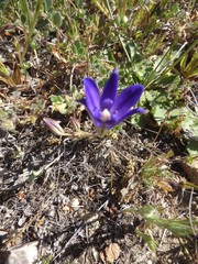 Brodiaea