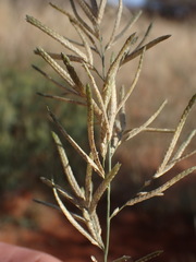 Eragrostis pallens