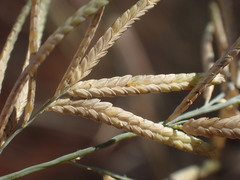 Eragrostis pallens