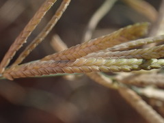 Eragrostis pallens