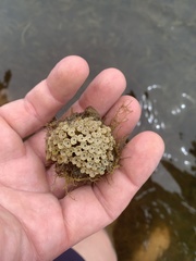 Rapaninae