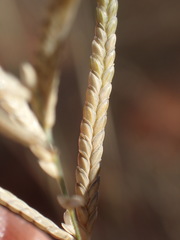 Eragrostis pallens