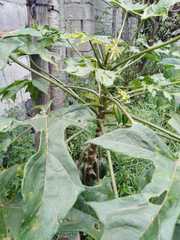 Vasconcellea × pentagona