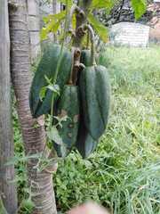 Vasconcellea × pentagona