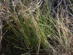 Schoenoplectus muricinux