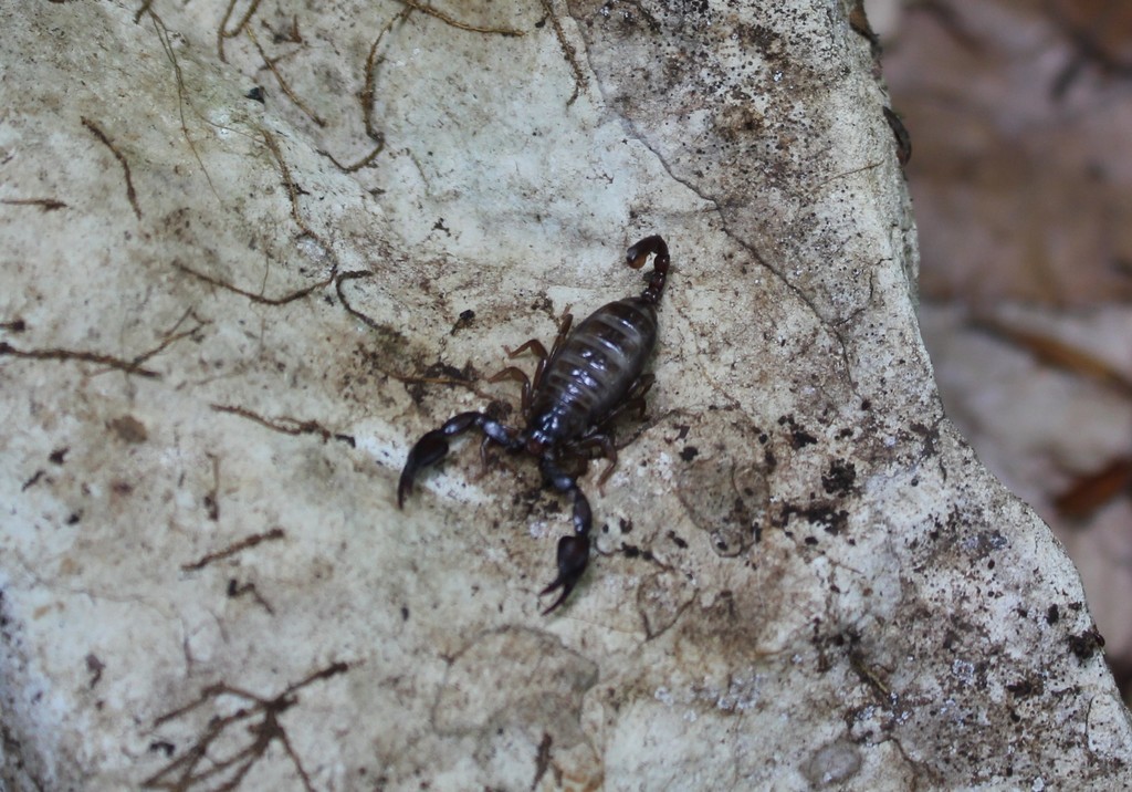 Alpiscorpius mingrelicus