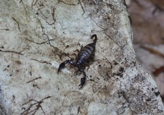 Euscorpius mingrelicus