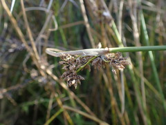 Schoenoplectus muricinux