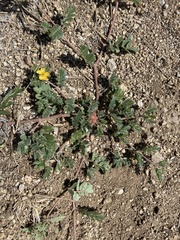 Hoffmannseggia drepanocarpa